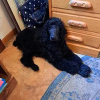 Puppies, a  Poodle - Standard  for sale in Janesville, WI – 3 of 6