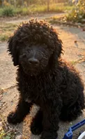 Pitch, a male Poodle - Standard  for sale in Janesville, WI – 3 of 5