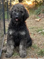 Hershey, a male Poodle - Standard  for sale in Janesville, WI – 2 of 5