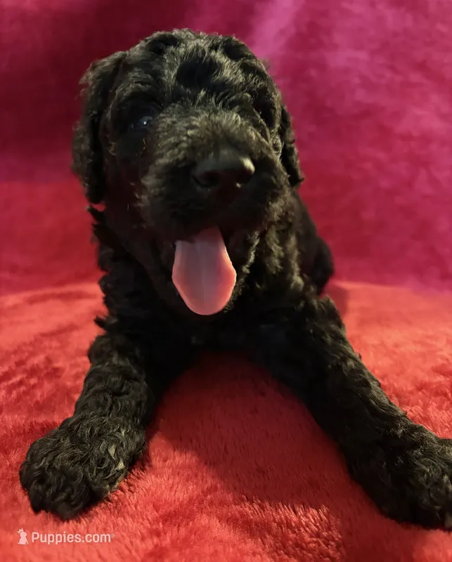 Kevin – Poodle - Standard  puppy for sale in Janesville, WI