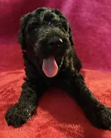 Kevin, a male Poodle - Standard  for sale in Janesville, WI – 1 of 6