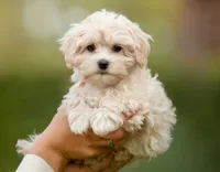 Bear, a male Maltipoo for sale in Paramount, CA – 2 of 4