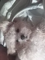 Bear, a male Maltipoo for sale in Paramount, CA – 3 of 4
