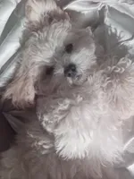Bear, a male Maltipoo for sale in Paramount, CA – 4 of 4