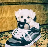 Sparky, a male Maltese for sale in Paramount, CA – 2 of 2