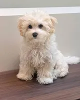Bear, a male Maltipoo for sale in Paramount, CA – 1 of 4