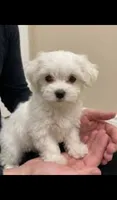Sparky, a male Maltese for sale in Paramount, CA – 1 of 2