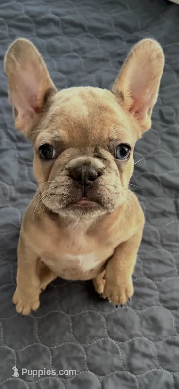 Beautiful – French Bulldog puppy for sale in Fontana, CA