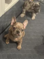 Beautiful, a female French Bulldog for sale in Fontana, CA – 2 of 2