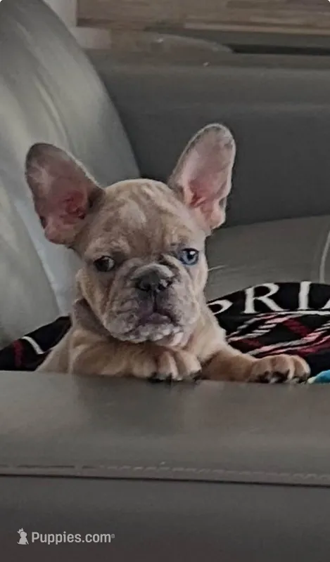 Beautiful – French Bulldog puppy for sale in Fontana, CA