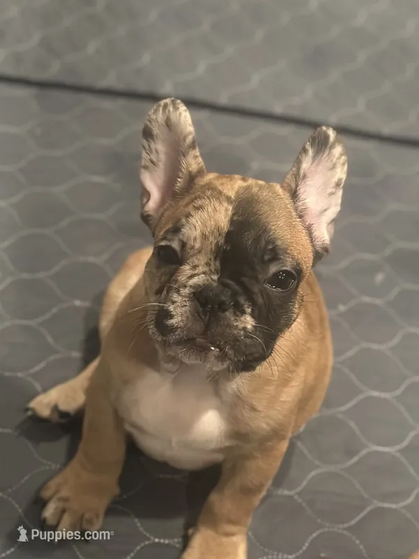 2 Face – French Bulldog puppy for sale in Fontana, CA