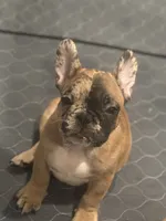 2 Face, a male French Bulldog for sale in Fontana, CA – 1 of 1