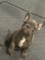 Bluey, a female French Bulldog for sale in Fontana, CA – 1 of 1