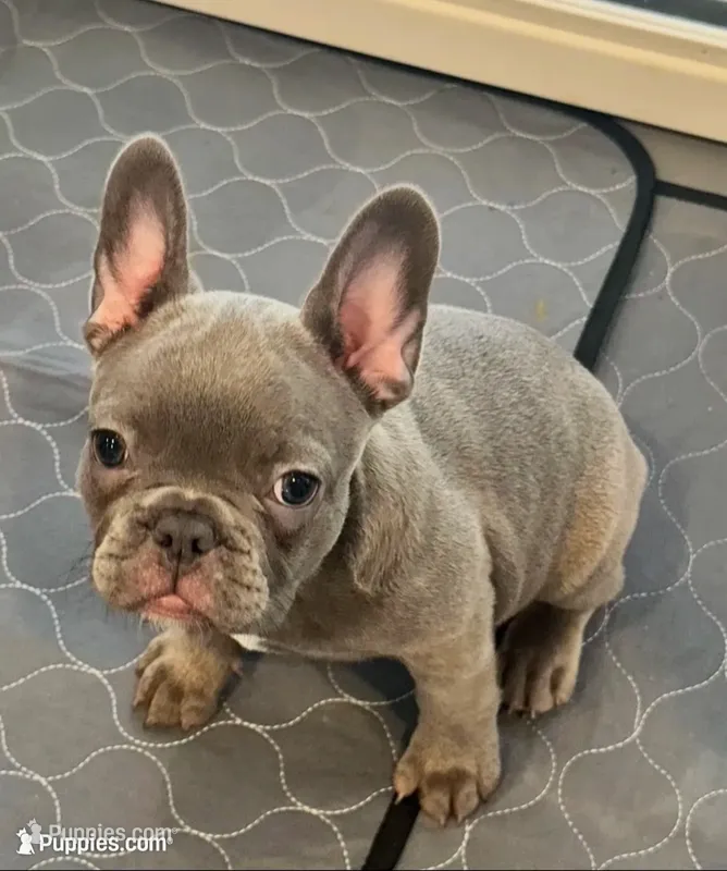 Bluey – French Bulldog puppy for sale in Fontana, CA