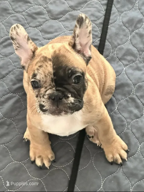 2 Face – French Bulldog puppy for sale in Fontana, CA