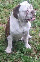 Hambone, a male Olde English Bulldogge for sale in Monroe, LA – Photo 2 of 10