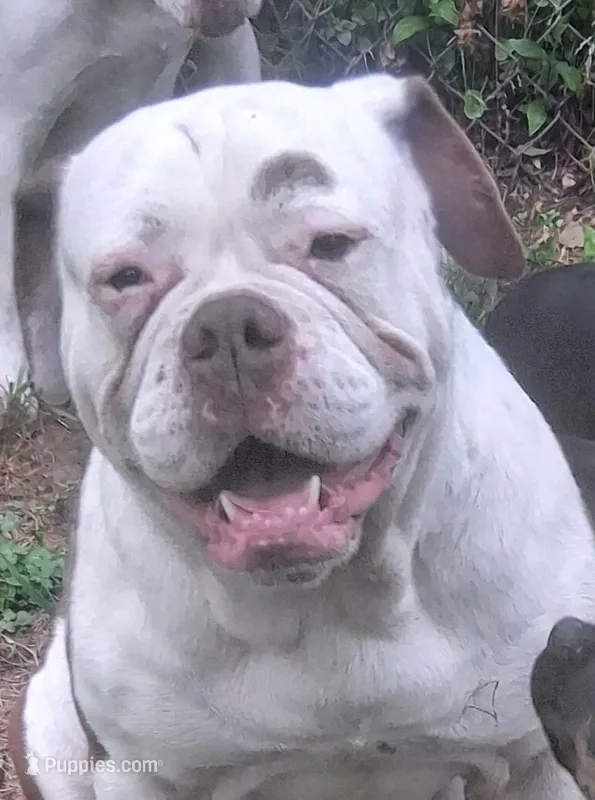 Hambone – Olde English Bulldogge puppy for sale in Monroe, LA