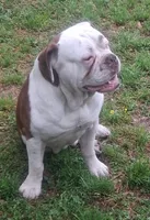 Hambone, a male Olde English Bulldogge for sale in Monroe, LA – Photo 4 of 10