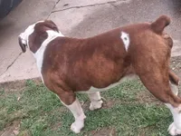 Hambone, a male Olde English Bulldogge for sale in Monroe, LA – Photo 7 of 10