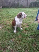 Hambone, a male Olde English Bulldogge for sale in Monroe, LA – Photo 9 of 10