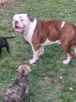 Hambone, a male Olde English Bulldogge for sale in Monroe, LA – Photo 8 of 10