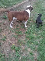 Hambone, a male Olde English Bulldogge for sale in Monroe, LA – Photo 10 of 10