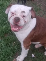 Hambone, a male Olde English Bulldogge for sale in Monroe, LA – Photo 5 of 10