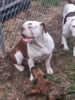 Hambone, a male Olde English Bulldogge for sale in Monroe, LA – Photo 6 of 10