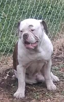 Hambone, a male Olde English Bulldogge for sale in Monroe, LA – Photo 3 of 10