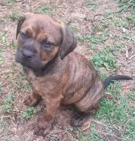 Kayla, a female Olde English Bulldogge for sale in Monroe, LA – Photo 2 of 8