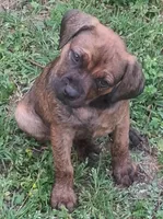 Kayla, a female Olde English Bulldogge for sale in Monroe, LA – Photo 5 of 8