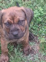 Kayla, a female Olde English Bulldogge for sale in Monroe, LA – Photo 6 of 8