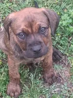 Kayla, a female Olde English Bulldogge for sale in Monroe, LA – Photo 8 of 8