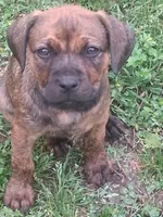 Kayla, a female Olde English Bulldogge for sale in Monroe, LA – Photo 7 of 8