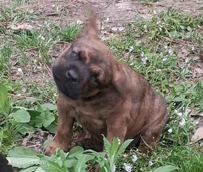 Kayla – Olde English Bulldogge puppy for sale in Monroe, LA