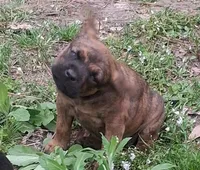Kayla, a female Olde English Bulldogge for sale in Monroe, LA – Photo 1 of 8
