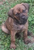 Kayla, a female Olde English Bulldogge for sale in Monroe, LA – Photo 4 of 8