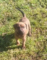 Kayla, a female Olde English Bulldogge for sale in Monroe, LA – Photo 3 of 8