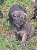 Jack, a male Olde English Bulldogge for sale in Monroe, LA – Photo 1 of 5