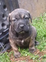 Jack, a male Olde English Bulldogge for sale in Monroe, LA – Photo 3 of 5