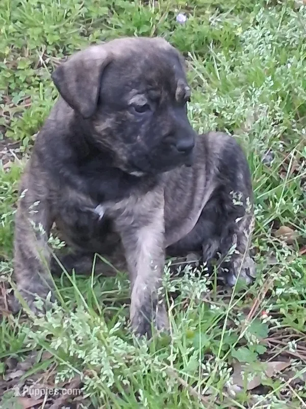 Jack – Olde English Bulldogge puppy for sale in Monroe, LA