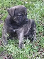 Jack, a male Olde English Bulldogge for sale in Monroe, LA – Photo 4 of 5