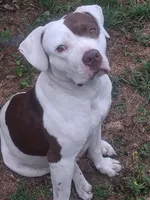 Sadie, a female American Pit Bull Terrier for sale in Monroe, LA – Photo 3 of 3