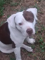 Sadie, a female American Pit Bull Terrier for sale in Monroe, LA – Photo 2 of 3
