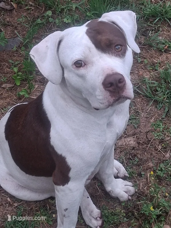 Sadie – American Pit Bull Terrier puppy for sale in Monroe, LA