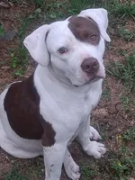 Sadie, a female American Pit Bull Terrier for sale in Monroe, LA – Photo 1 of 3