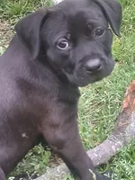 Sally, a female Olde English Bulldogge for sale in Monroe, LA – Photo 4 of 4