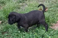 Sally, a female Olde English Bulldogge for sale in Monroe, LA – Photo 3 of 4