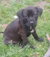 Sally, a female Olde English Bulldogge for sale in Monroe, LA – Photo 2 of 4