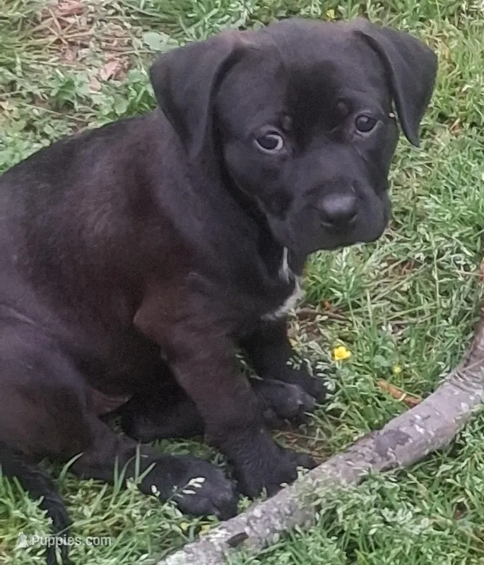 Sally – Olde English Bulldogge puppy for sale in Monroe, LA